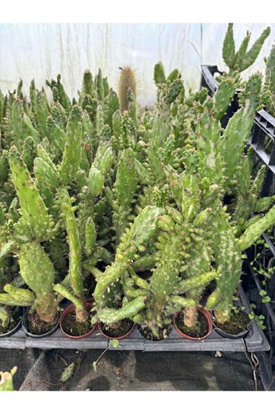 Thebestonline Opuntia Monacantha, Meksika Kaktüsü, Ağaç Kaktüs, 5,5cm