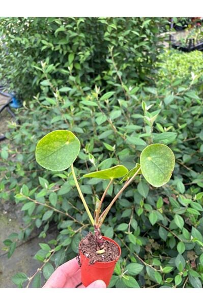 Thebestonline Mini Pilea, Para Çiçeği