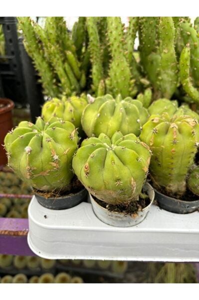 Thebestonline Top Kaktüs