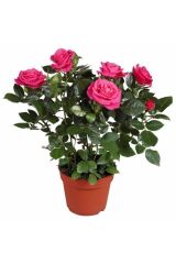 Thebestonline  Yediveren Pembe Bodur Gül Fidanı (salon Gülü)