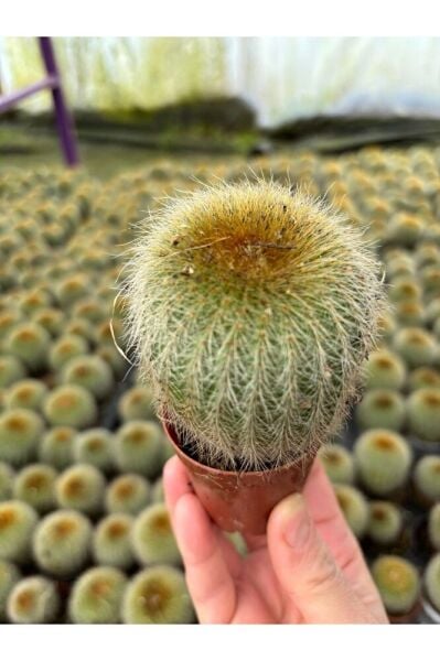 Thebestonline Altın Fıçı, Mini Dikenli Kaktüs