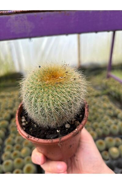 Thebestonline Altın Fıçı, Mini Dikenli Kaktüs