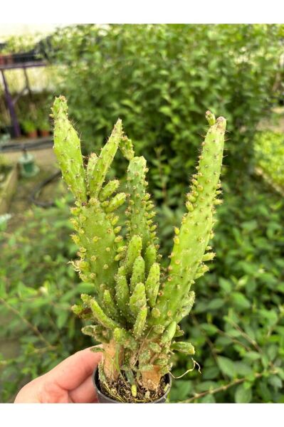 Thebestonline Hediyelik Çok Dallı Kaktüs