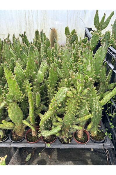 Thebestonline Hediyelik Çok Dallı Kaktüs