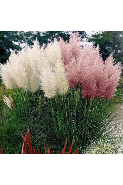 Thebestonline Pampas Fidanı, Saksıda, 15-30 Cm, 1 Adet