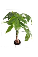 Thebestonline  Pachira Para Ağacı 50 Cm