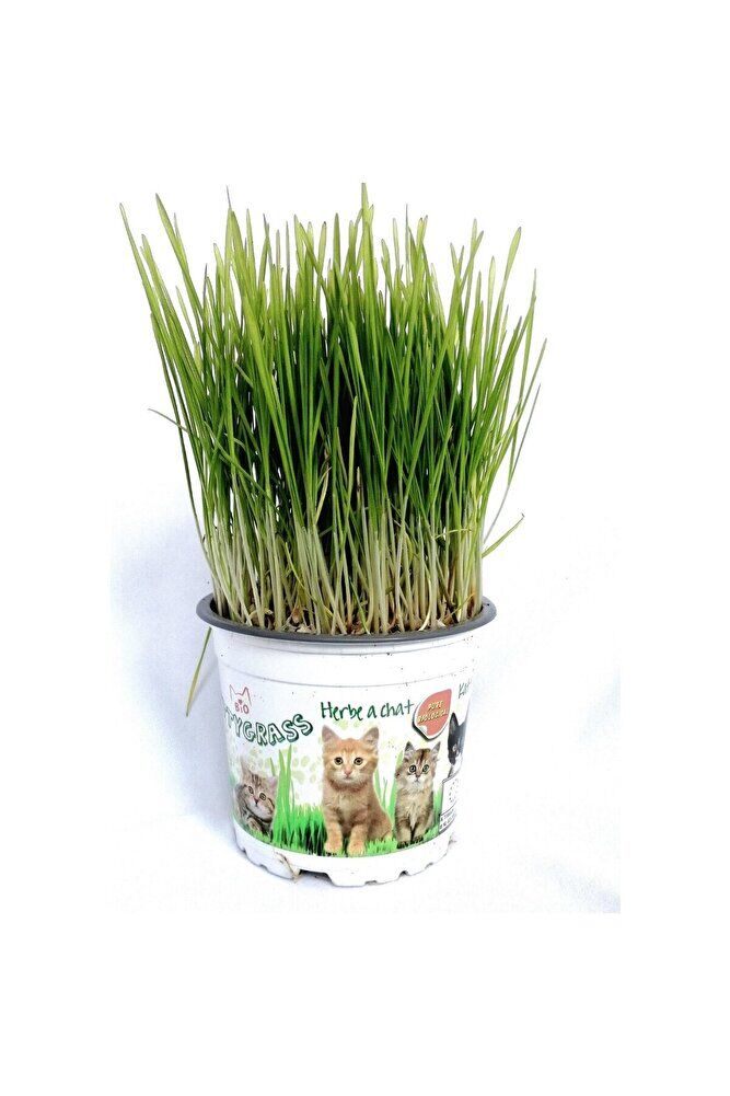 Kedi Çimi, 3 Adet, Saksıda