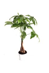 Thebestonline  Pachira Para Ağacı 50 Cm