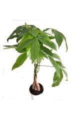 Thebestonline  Pachira Para Ağacı 50 Cm