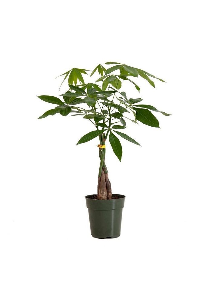 Thebestonline  Pachira Para Ağacı 40-50 Cm
