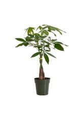 Thebestonline  Pachira Para Ağacı 40-50 Cm