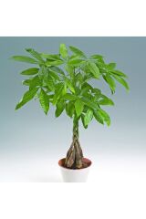 Thebestonline  Pachira Para Ağacı 40-50 Cm