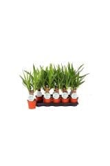 Thebestonline  Çelik Yucca, 15-30 Cm, 2 Adet