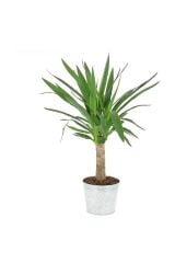 Thebestonline  Yucca Jawel Çiçeği Yukka Bitkisi Yuka Çelik Gövde 40 50 Cm Ev Bitkisi Salon Bitkisi Ofis Bitkisi
