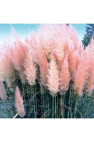 Thebestonline Pembe Pampas Fidanı, Saksıda, 15-30 cm, 1 Adet
