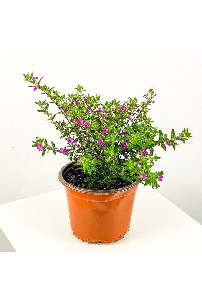 Pembe Çiçekli Mini Çalı Çiçeği, Saksıda