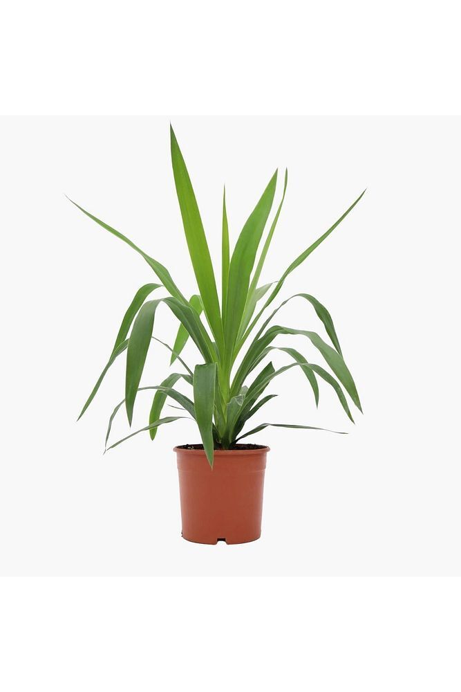 Thebestonline Yucca Çiçeği, 15-30 Cm, 2 Adet