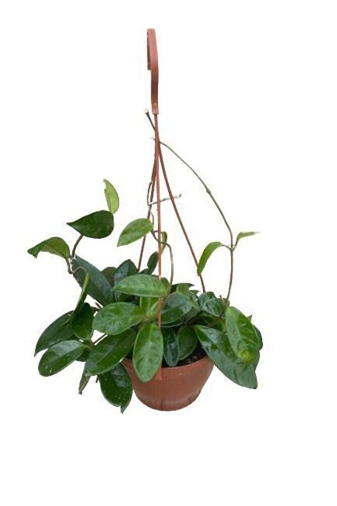 Mum Çiçeği Kokulu Hoya Carnosa