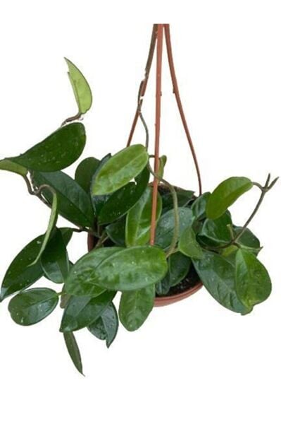 Mum Çiçeği Kokulu Hoya Carnosa