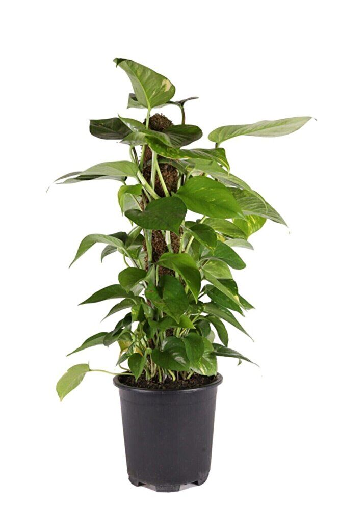 Pothos Potos Salon Sarmaşığı Epipremnum Aureum 55-60 Cm