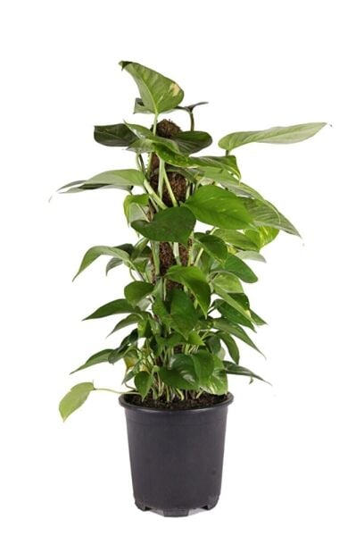 Pothos Potos Salon Sarmaşığı Epipremnum Aureum 55-60 Cm