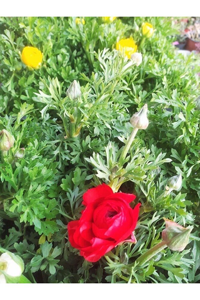 Şakayık Bitkisi, Saksıda