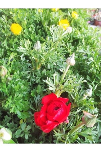 Şakayık Bitkisi, Saksıda