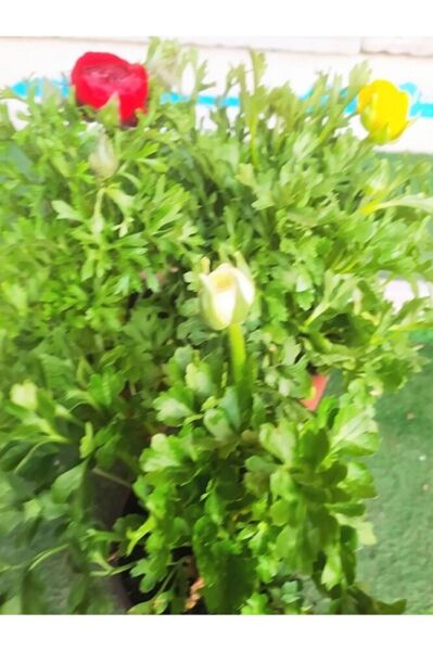 Şakayık Bitkisi, Saksıda