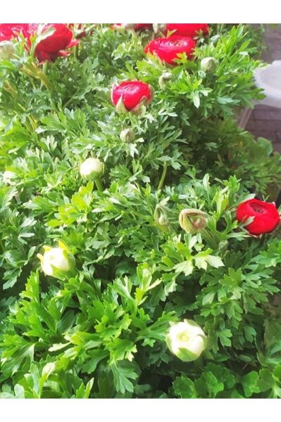 Şakayık Bitkisi, Saksıda