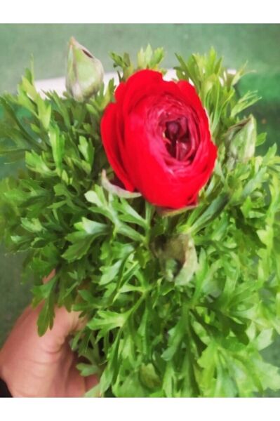 Şakayık Bitkisi, Saksıda