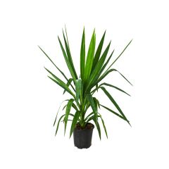 Thebestonline Çelik Yucca, 2 Adet