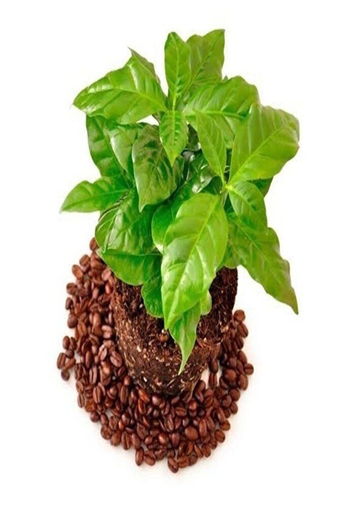 Tüplü Coffea Arabica Kahve Fidanı (10-30 Cm)
