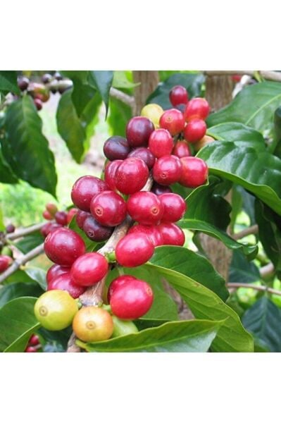 Tüplü Coffea Arabica Kahve Ağacı Fidanı Mini Saksıda (5-15 Cm)
