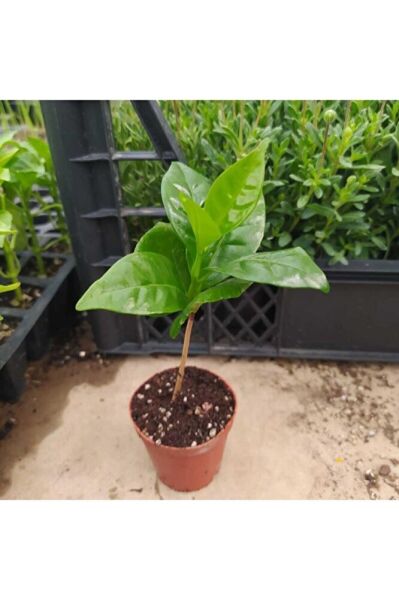 Tüplü Coffea Arabica Kahve Ağacı Fidanı Mini Saksıda (5-15 Cm)