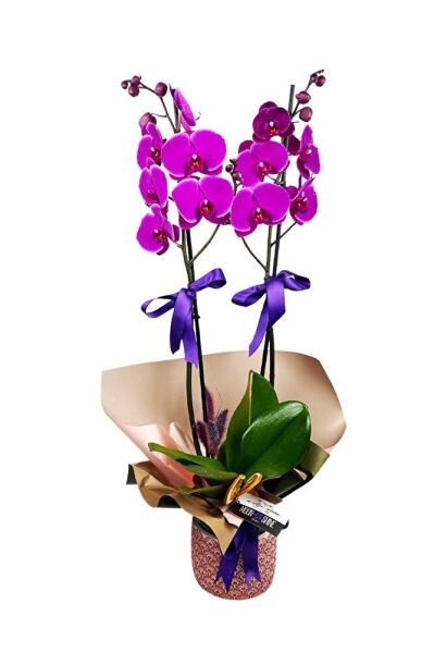 Thebestonline Sevgililer Gününe, Sevgiliye Özel Mor Orkide, Süslü