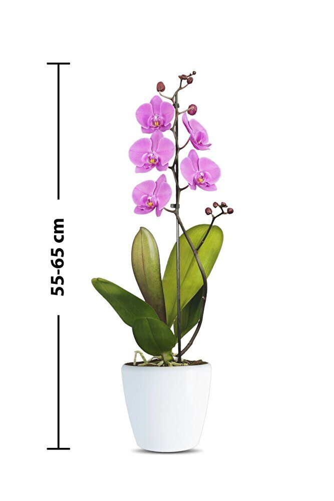 Thebestonline Sevgililer Gününe, Sevgiliye Özel Pembe Orkide, Süslü