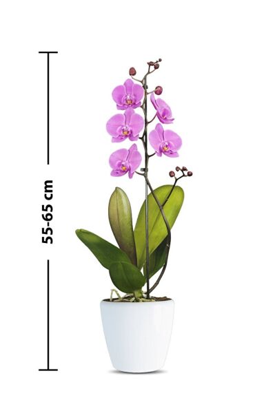 Thebestonline Sevgililer Gününe, Sevgiliye Özel Pembe Orkide, Süslü