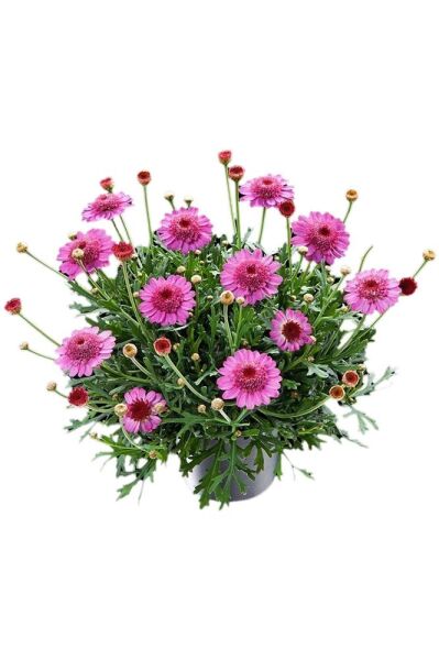 Thebestonline Argyranthemum, Çeşme Papatyası, 5 Adet