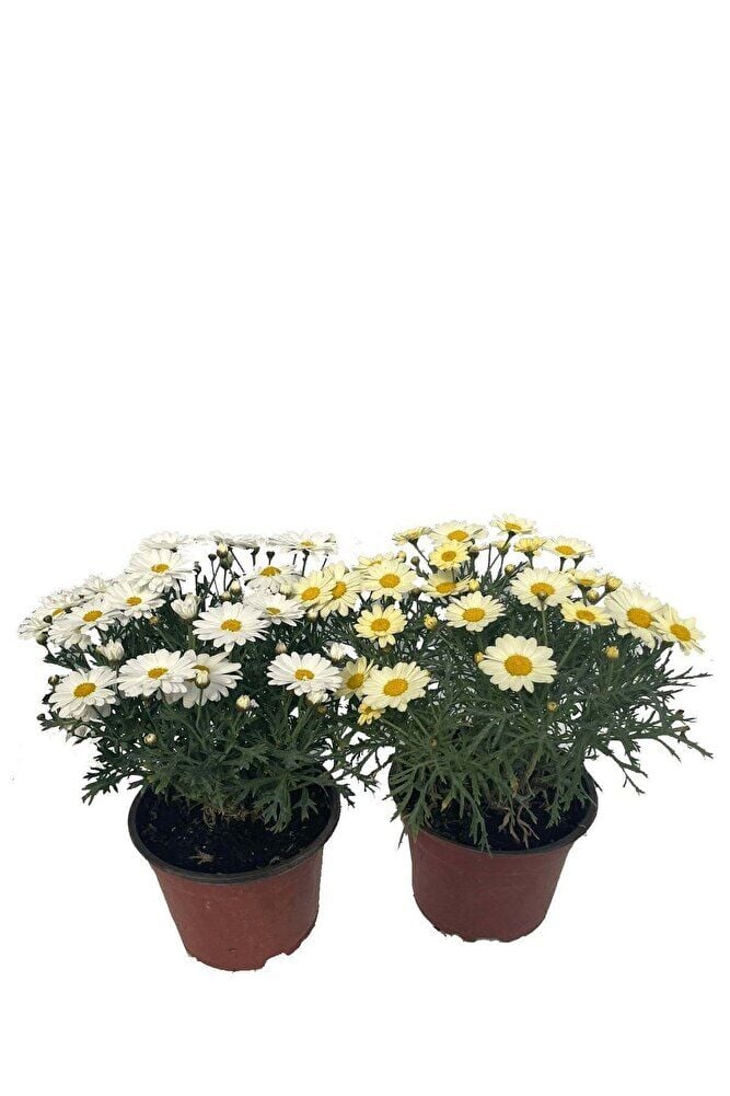 Thebestonline Argyranthemum, Çeşme Papatyası, 1 Adet
