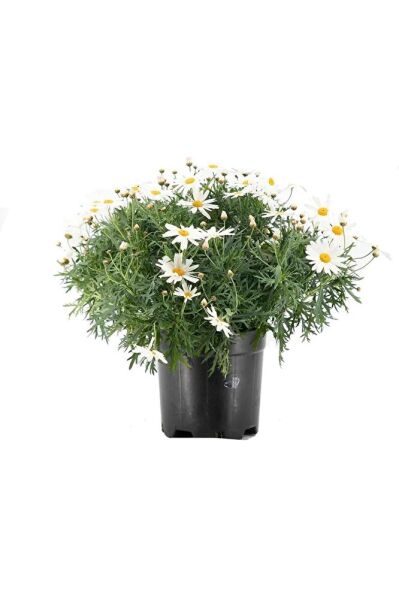 Thebestonline Argyranthemum, Çeşme Papatyası, 1 Adet