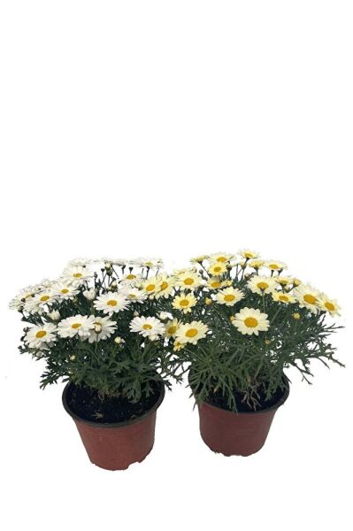 Thebestonline Argyranthemum, Çeşme Papatyası, 10 Adet