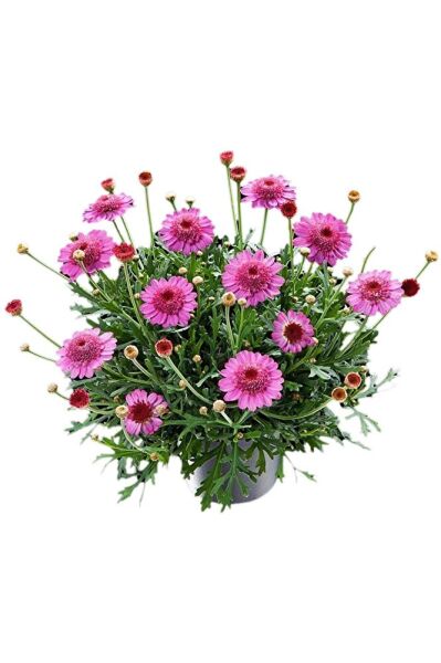 Thebestonline Argyranthemum, Çeşme Papatyası, 10 Adet