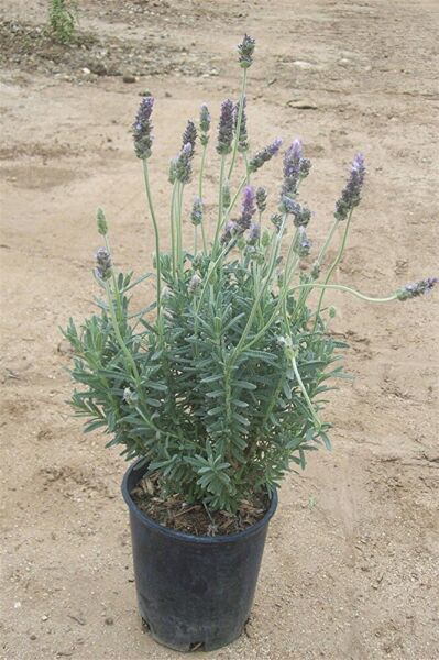 Thebestonline Lavandula Angustifolia Fidesi, Saksıda, 10-15 Cm, 5 Adet