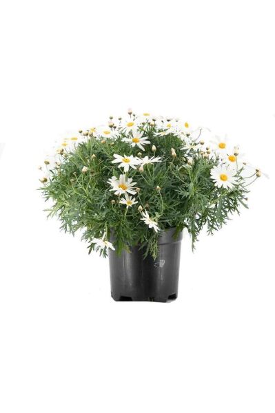 Kır Papatyası, 1 Adet