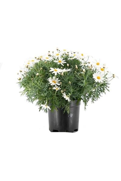 Prenses Papatyası, 3 Adet