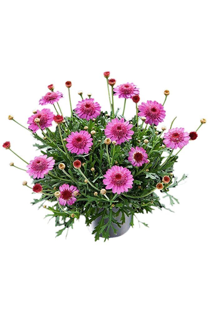 Kır Papatyası, 3 Adet