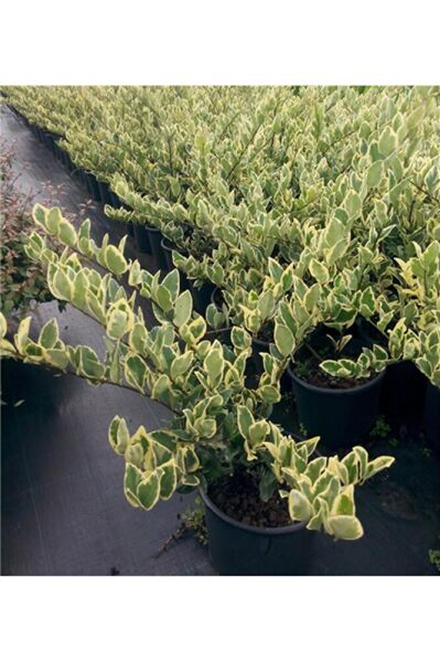 Alaca Yapraklı Ligustrum Fidesi, Saksıda, 15-30 cm, 5 Adet