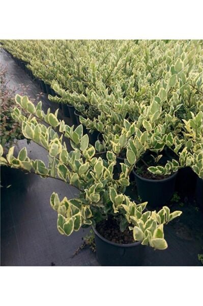 Alaca Yapraklı Ligustrum Fidesi, Saksıda, 15-30 cm