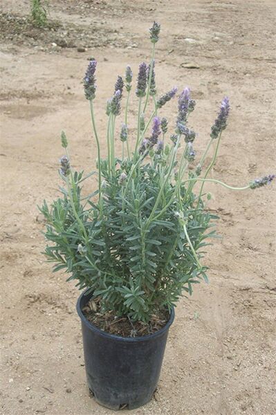 Lavandula angustifolia Fidesi, Saksıda, 10-15 Cm, 10 Adet