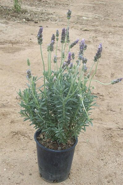 Lavandula angustifolia Fidesi, Saksıda, 10-15 Cm, 2 Adet